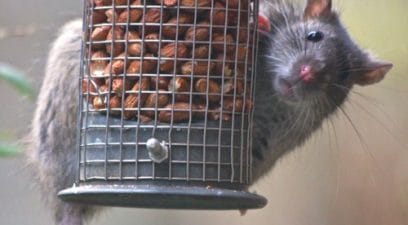 Rat on a bird feeder.