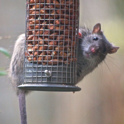 https://eup5v5z8zjn.exactdn.com/app/uploads/2016/07/Squirrell-pest-control.jpg