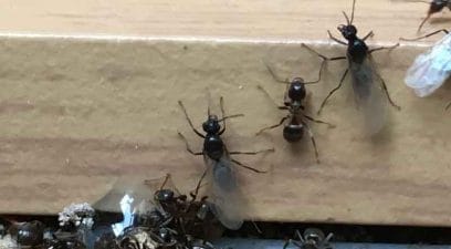 Ants | Ant removal in Maidstone