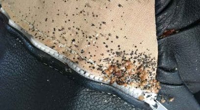 Bed bugs on bed | Bed bug removal and treatment