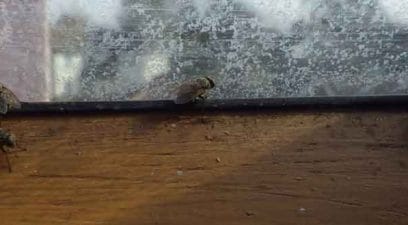 Cluster of flies | Pest Control Medway