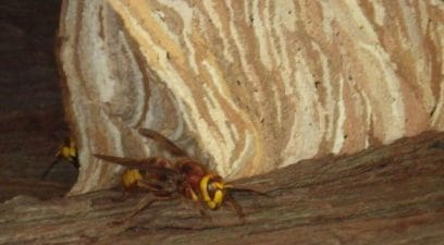 Hornets nest treatment | hornet nest removal Maidstone