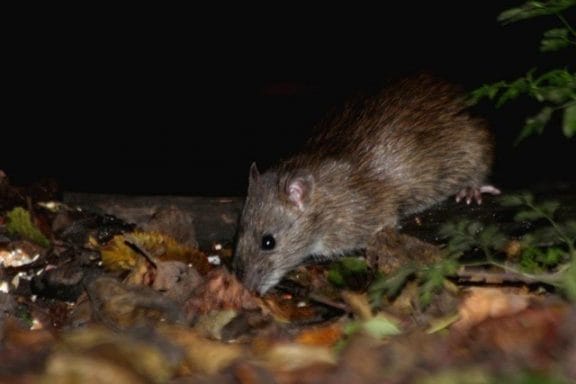 Brown rat close up | Pest Infestation Kent