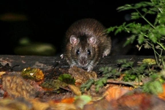 rat in the garden | Rat control