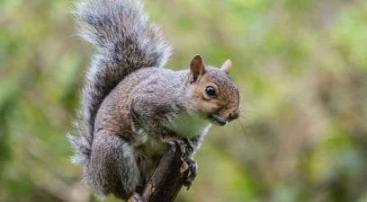 Squirrel on a branch, wildlife management.
