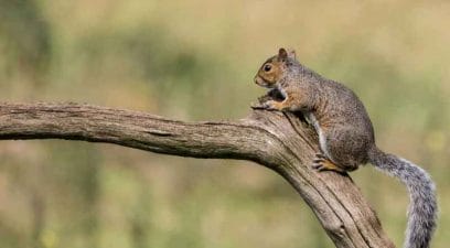 Squirrel on branch | Pest Control Tonbridge