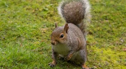 Squirrel | Pest Control Maidstone