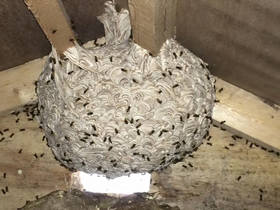 An active wasp nest in a shed. with wasps working on the nest