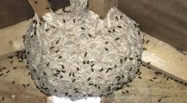 Wasp nest in attic space | Wasp nest removal in Maidstone