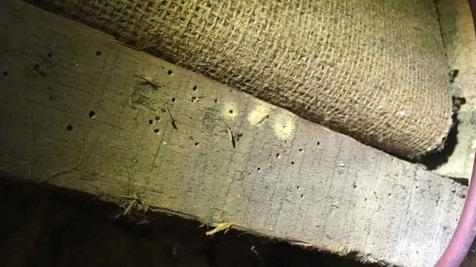 Woodworm infestation requiring a woodworm treatment.