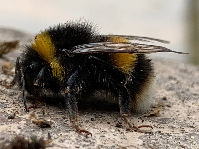 bumblebee-pest-control-kent | Pest Control Medway