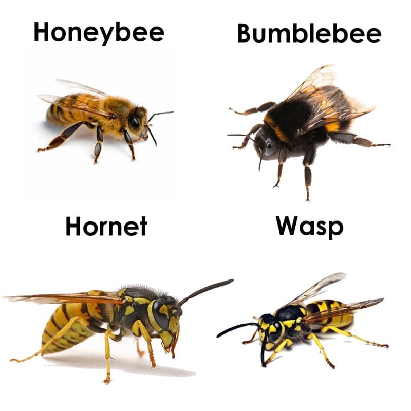 difference between honeybees, bumblebees, hornets and wasps