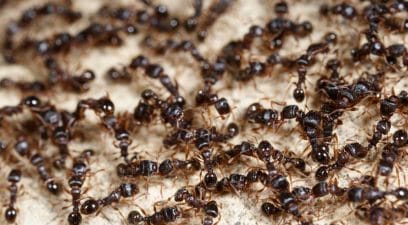Ant removal in Maidstone and Kent