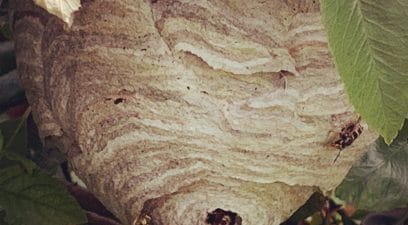 wasp nest | Wasp nest removal Kent