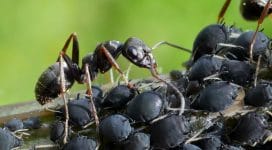 Black Garden Ant pest Control by Pest-Tech