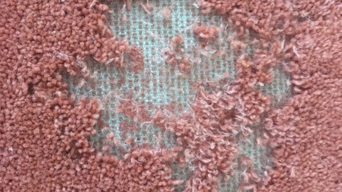 Carpet eaten by Clothes moth larvae, moth removal treatment needed.