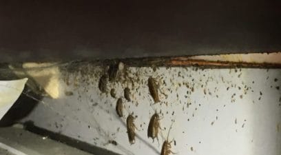 Carpet Beetle Removal In Maidstone • Pest Control In Maidstone