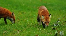 Foxes in a garden in Maidstone, Kent
