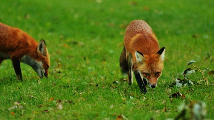 Foxes in a garden in Maidstone, Kent