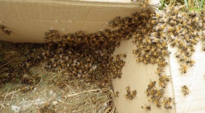 Pest Control Sevenoaks removing Honey bees