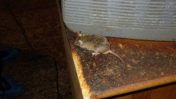 Mouse found in the loft, mouse removal treatment needed.