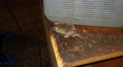 Mouse found in the loft, mouse removal treatment needed.