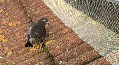 pigeon removed from under solar panel and solar panels then proofed