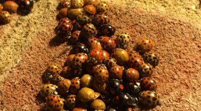ladybirds | Pest Control Medway