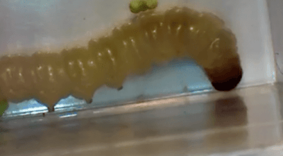Indian Meal Moth Larvae | Pest Control Sevenoaks