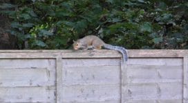 Squirrel running along fence