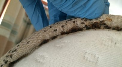 bed bugs on a mattress in maidstone