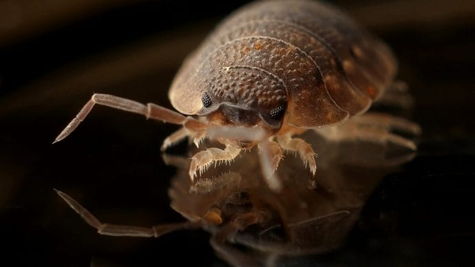 close up of a bed bug