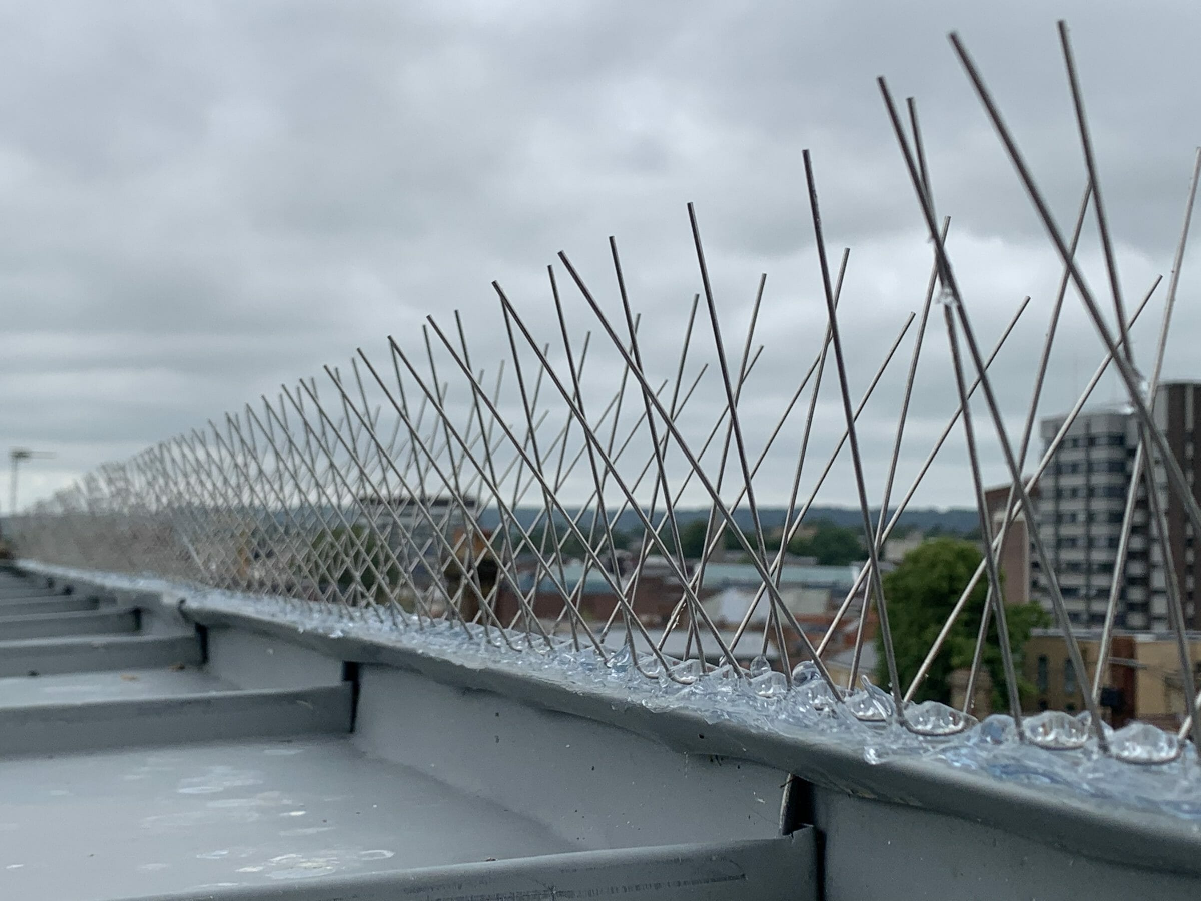 bird spikes used along the roofline of a building in maidstone, kent