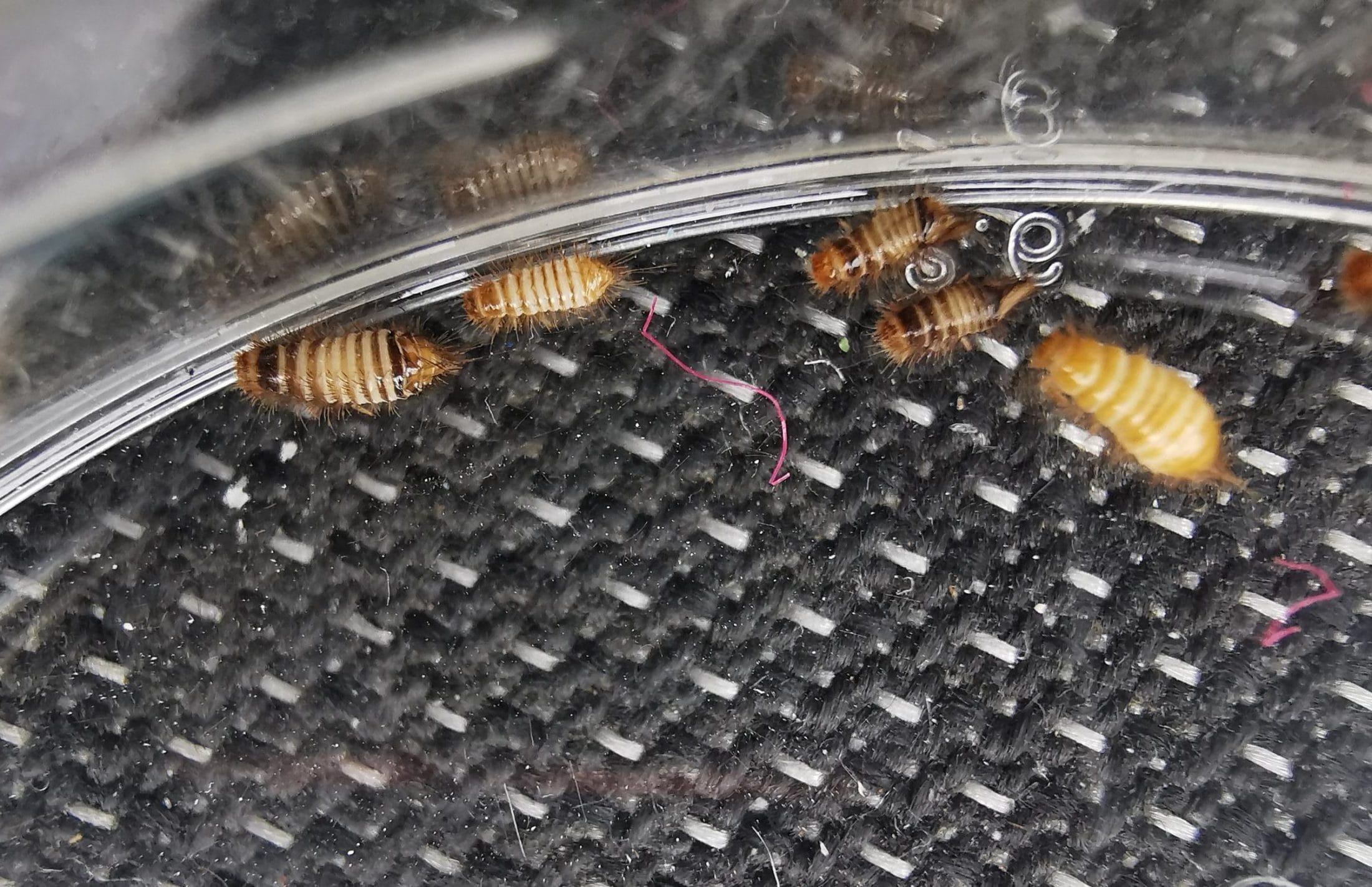 Warehouse Beetle Larvae