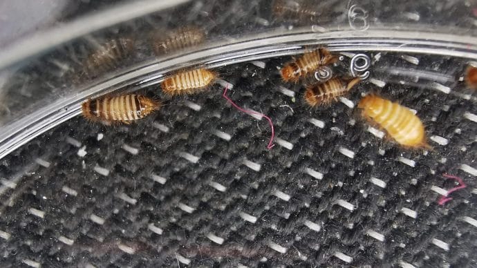 https://eup5v5z8zjn.exactdn.com/app/uploads/2020/01/carpet-beetle-larvae.jpg?strip=all&lossy=1&resize=690%2C388&ssl=1