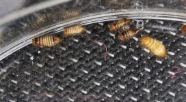 Carpet beetle larvae | Bed bug removal and treatment