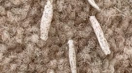 carpet moth control treatment in maidstone