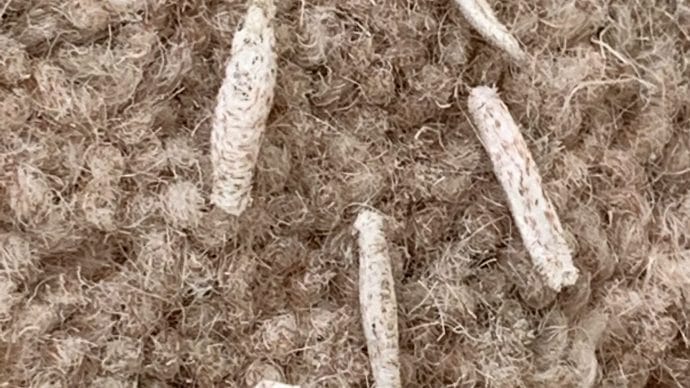carpet moth control treatment in maidstone