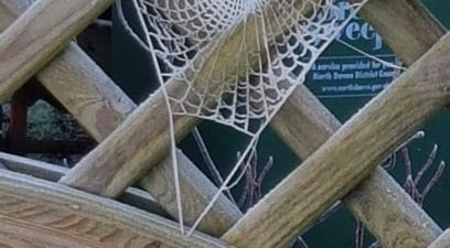 spider web | Bird proofing Solar Panels