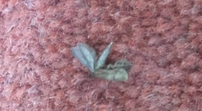 clothes moth removed from a home in maidstone