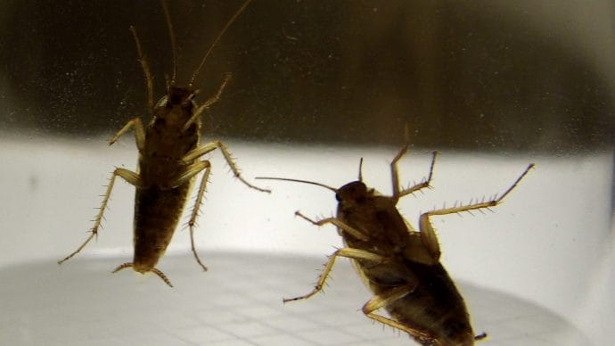 Cockroach Treatment | German cockroach infestation