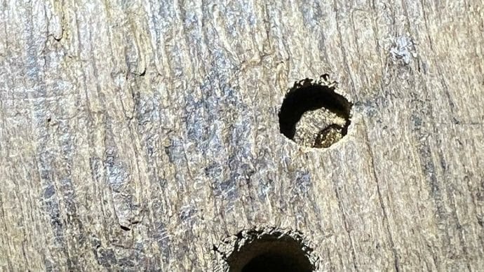 Holes in wood before woodworm treatment