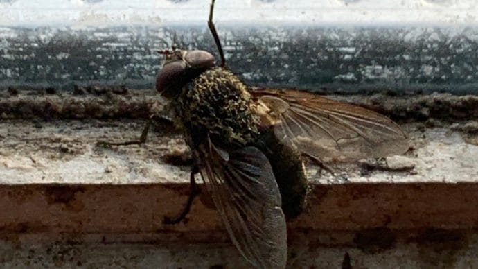 Fly Control to deal with the cluster fly | Pest-Tech