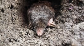 close up of a mole found during a mole control job in maidstone