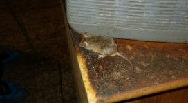 mouse found in a home in maidstone
