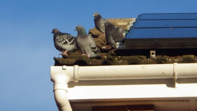 pigeon infestation on the roof of a home in maidstone