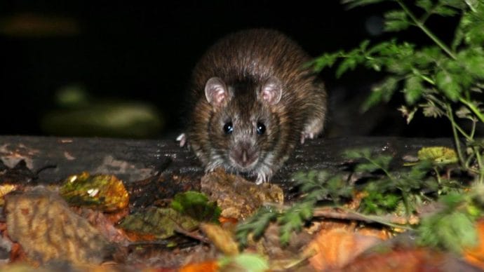 close up of a rat found in a garden in maidstone