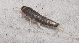 Silverfish Treatment Removal
