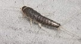 silverfish removed from a home in maidstone