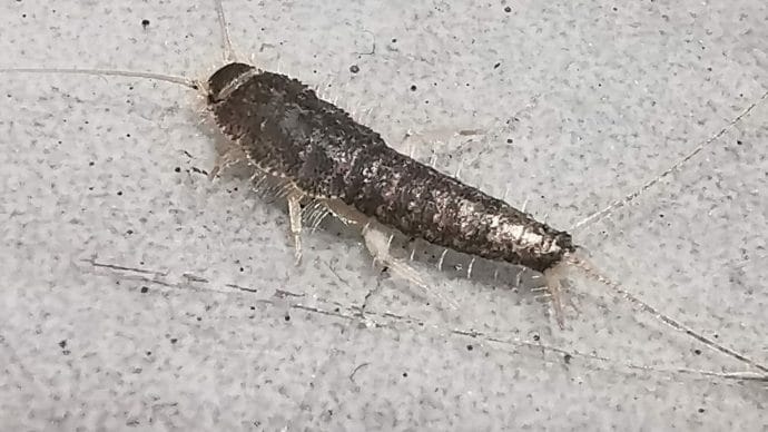 silverfish removed from a home in maidstone